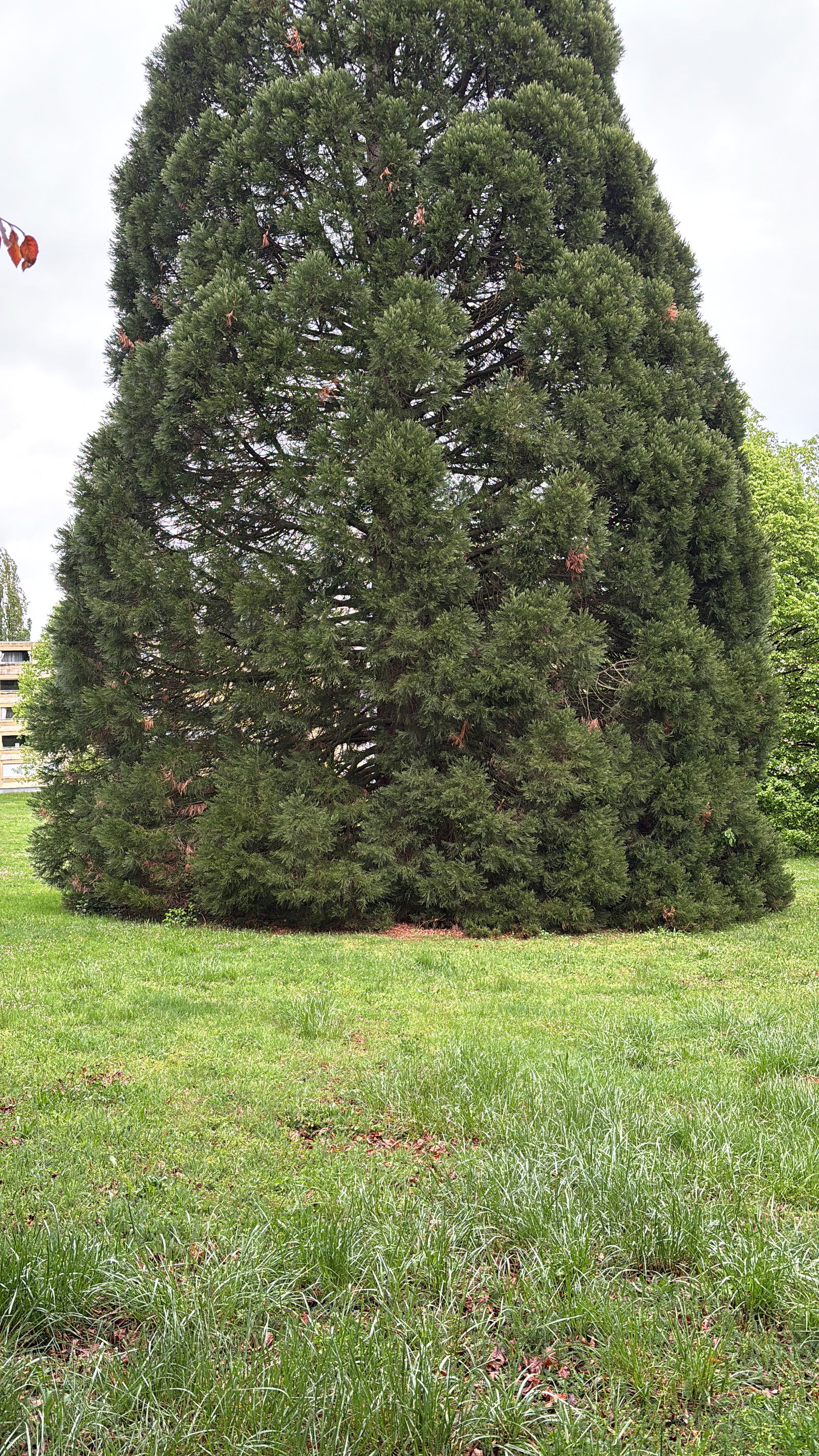 Colocação Ferney-Voltaire 515676