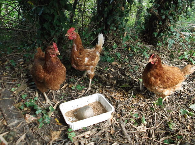 Hospedagem Em Casa De Família Livron-sur-Drôme 35699
