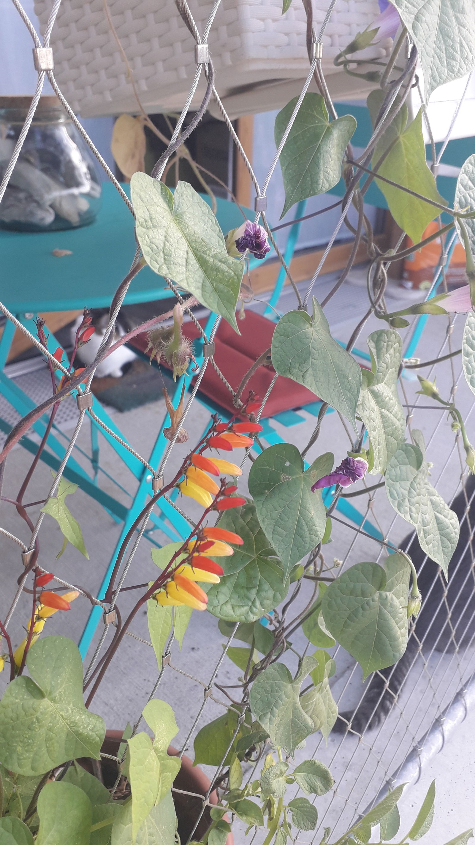 Hospedagem Em Casa De Família L'Île-Saint-Denis 232590