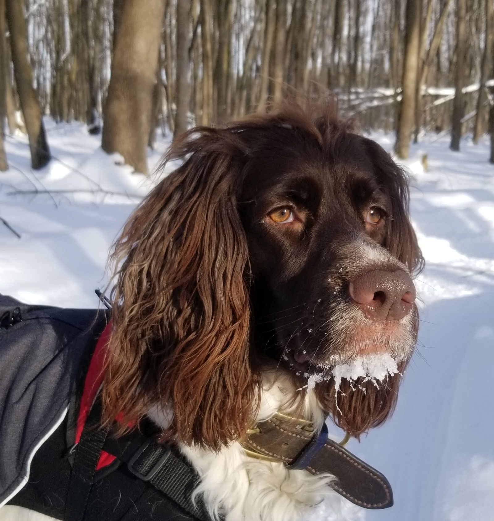 Quartos De Hóspedes Montréal 7650