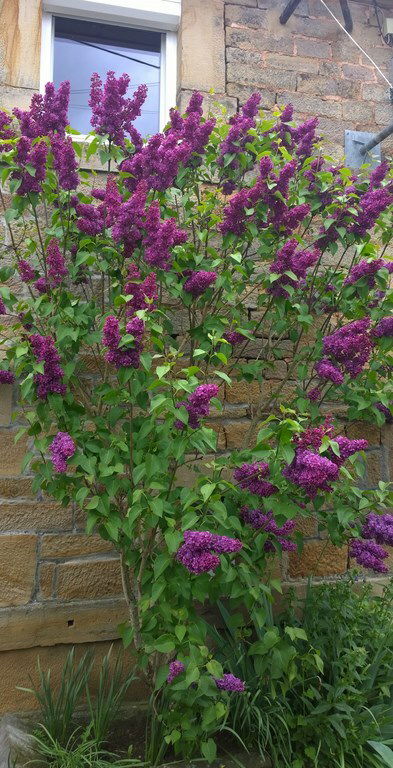 Hospedagem Em Casa De Família Esboz-Brest 127566