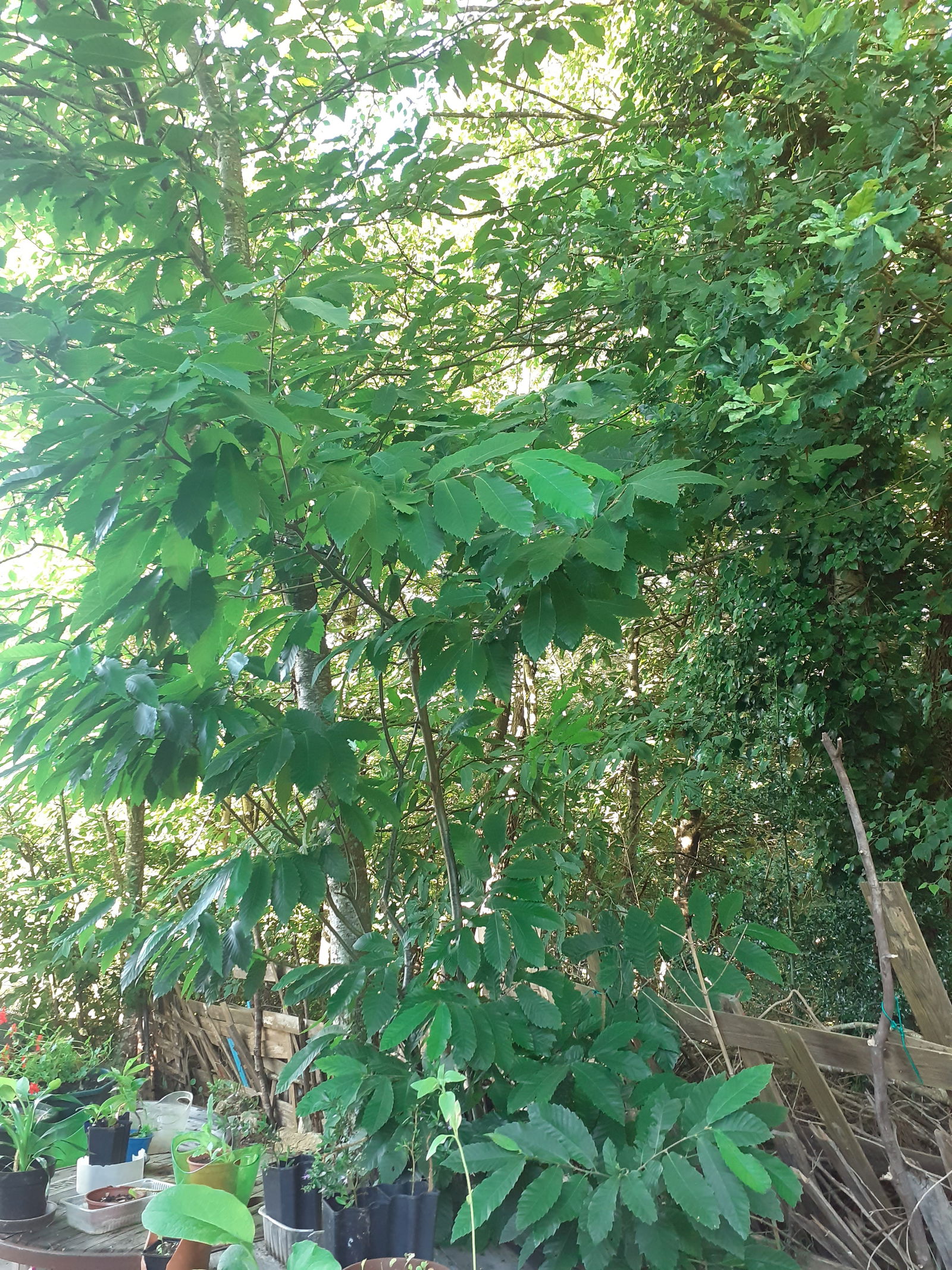 Quedarse En Casa Grand-Champ 141038