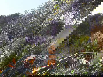 Chambre Chez L'habitant Montpellier 379997-11