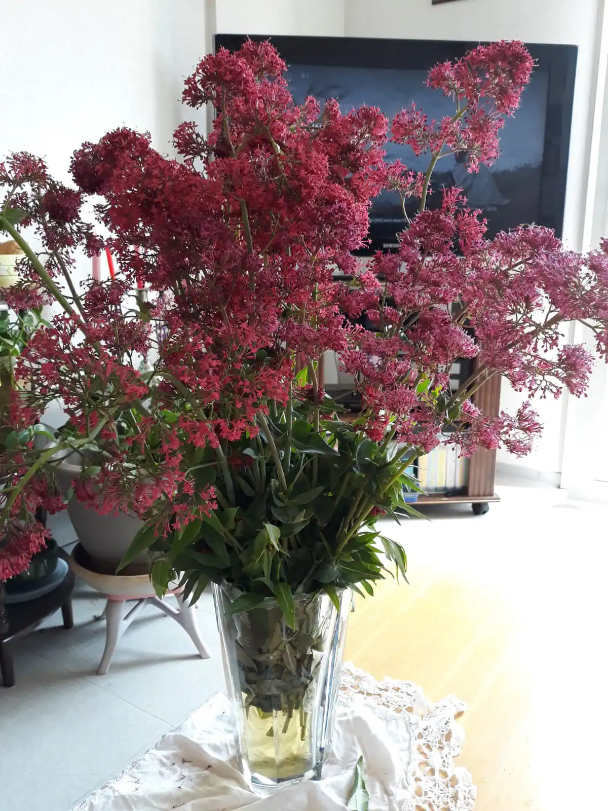 Homestay Montpellier 379997