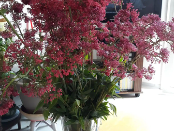 Chambre Chez L'habitant Montpellier 379997-12