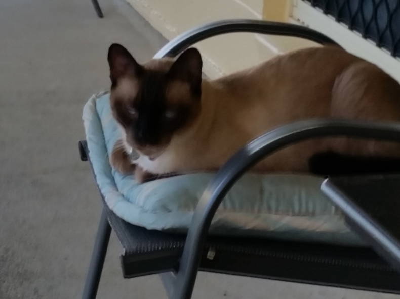 Famiglia Belvedere 154301-4