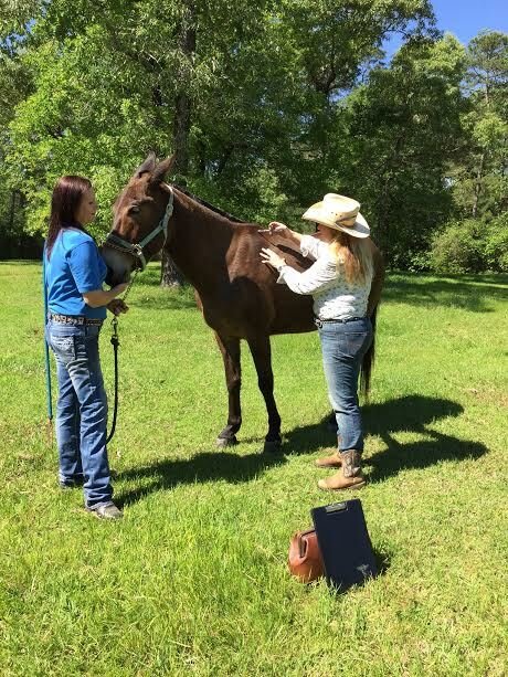 Chambre Chez L'habitant Montgomery 163772