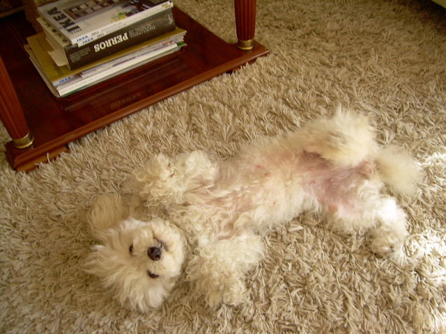 Homestay Palma-de-Mallorca 32426