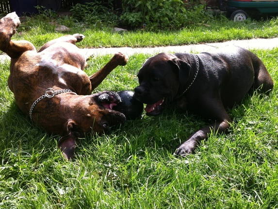 Kolokasie Chicoutimi 2178-1