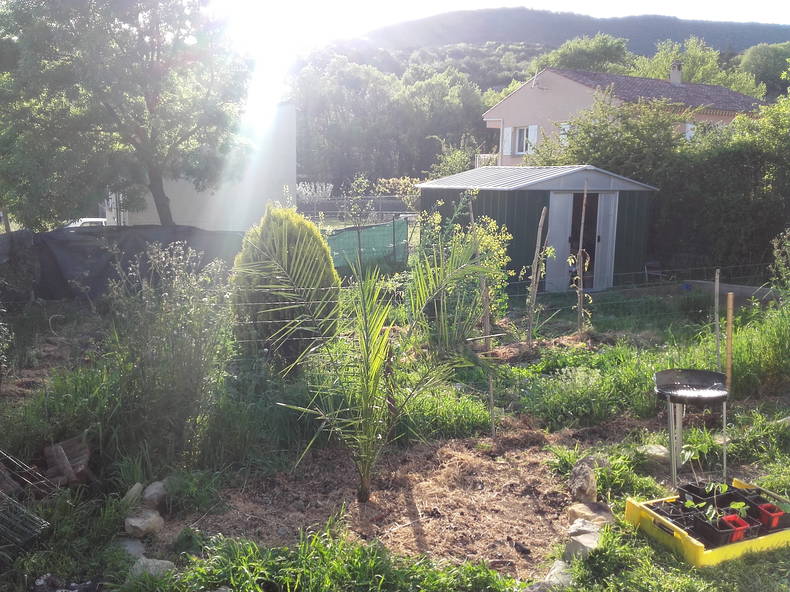 Kolokasie Hérépian 131953-1