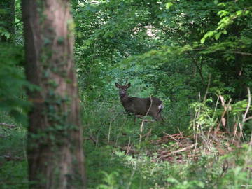 Logement Entier Vielle-Tursan 267438-19