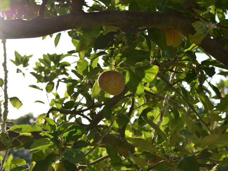 Gehele Woning Molinella 174715-3