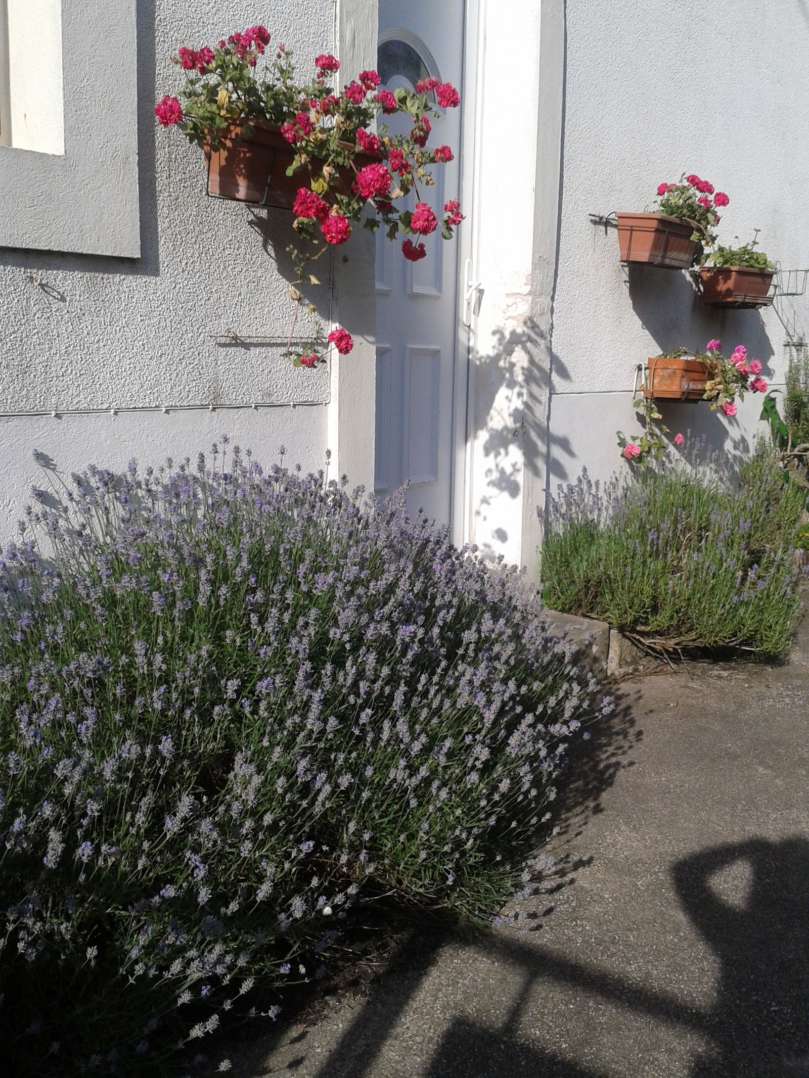 Homestay Dijon 15374