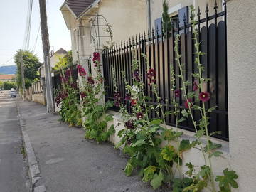Chambre Chez L'habitant Besançon 251623-9