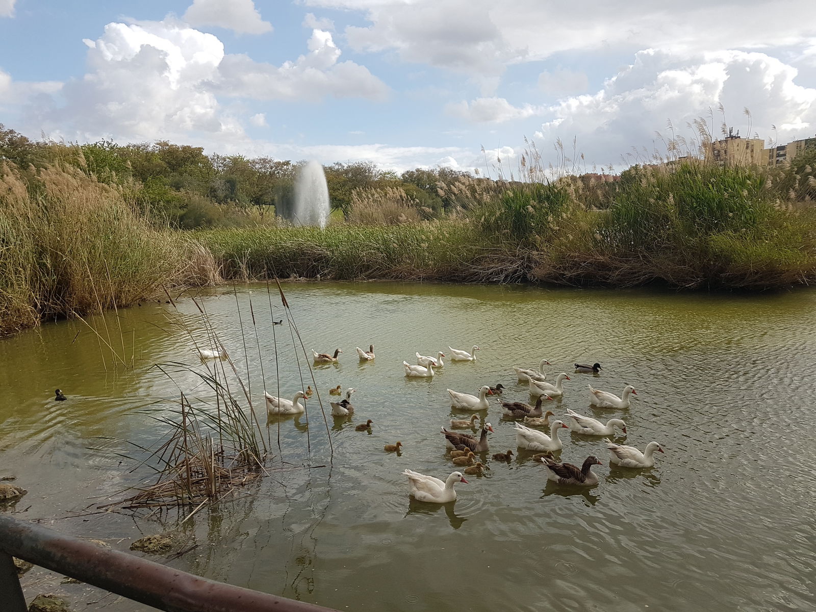 Homestay Sevilla 115750