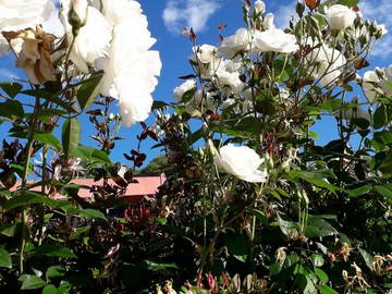 Chambre Chez L'habitant Montpellier 166015-11