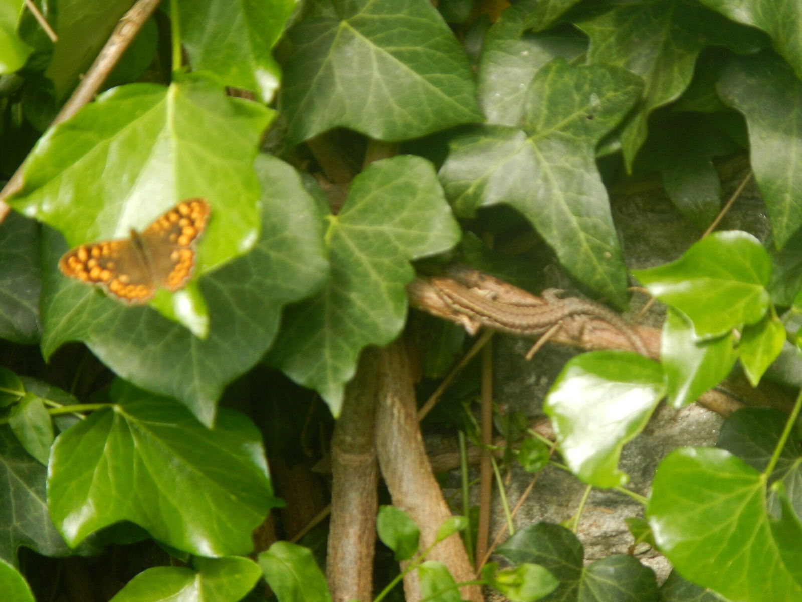 Famiglia Nantes 170979