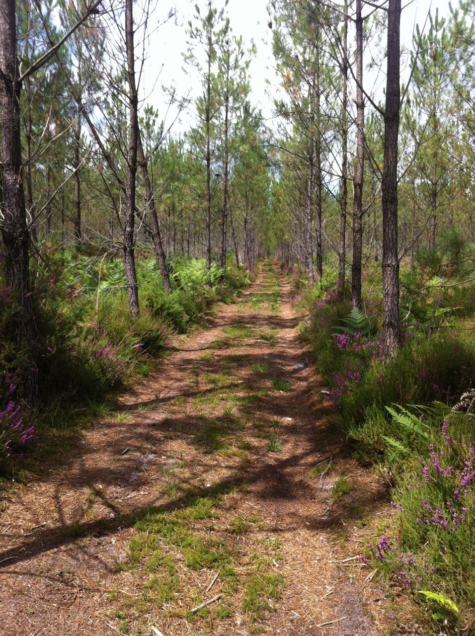 Uafhængigt Studie Boos 46540