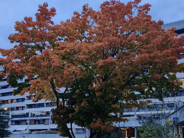 Chambre Chez L'habitant Massy 256993-8