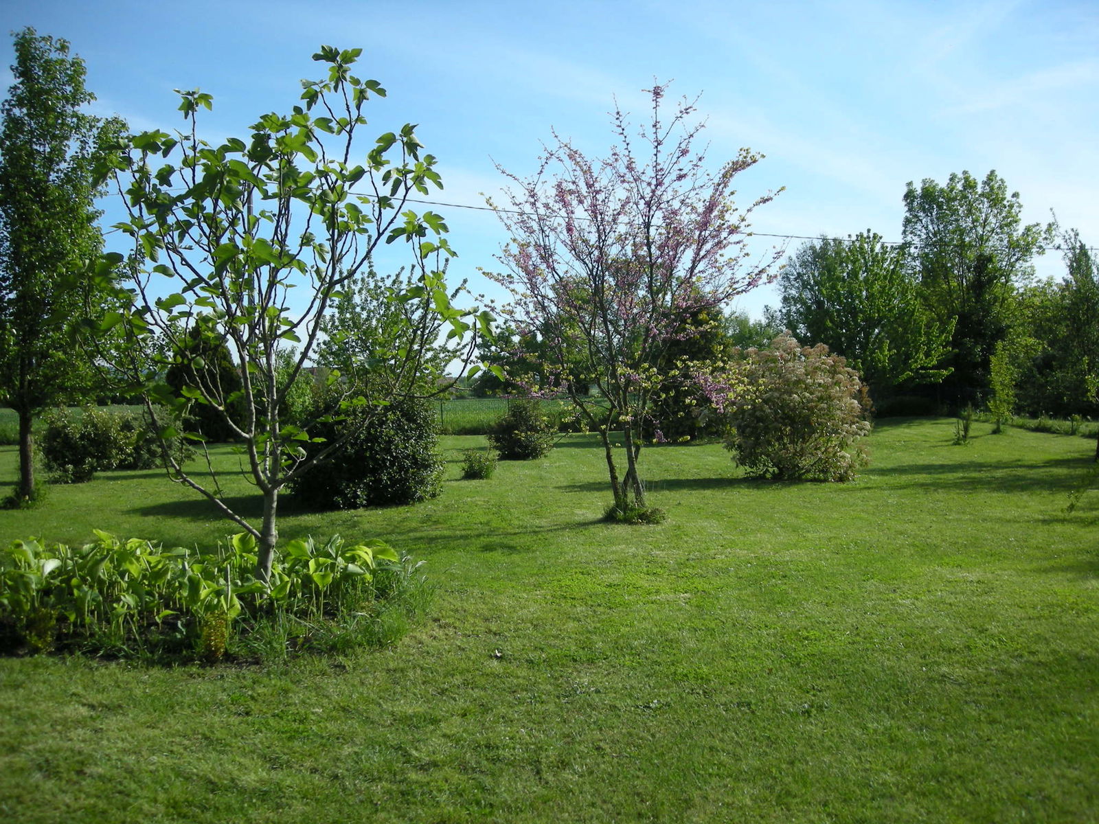 Homestay Palleville 141002