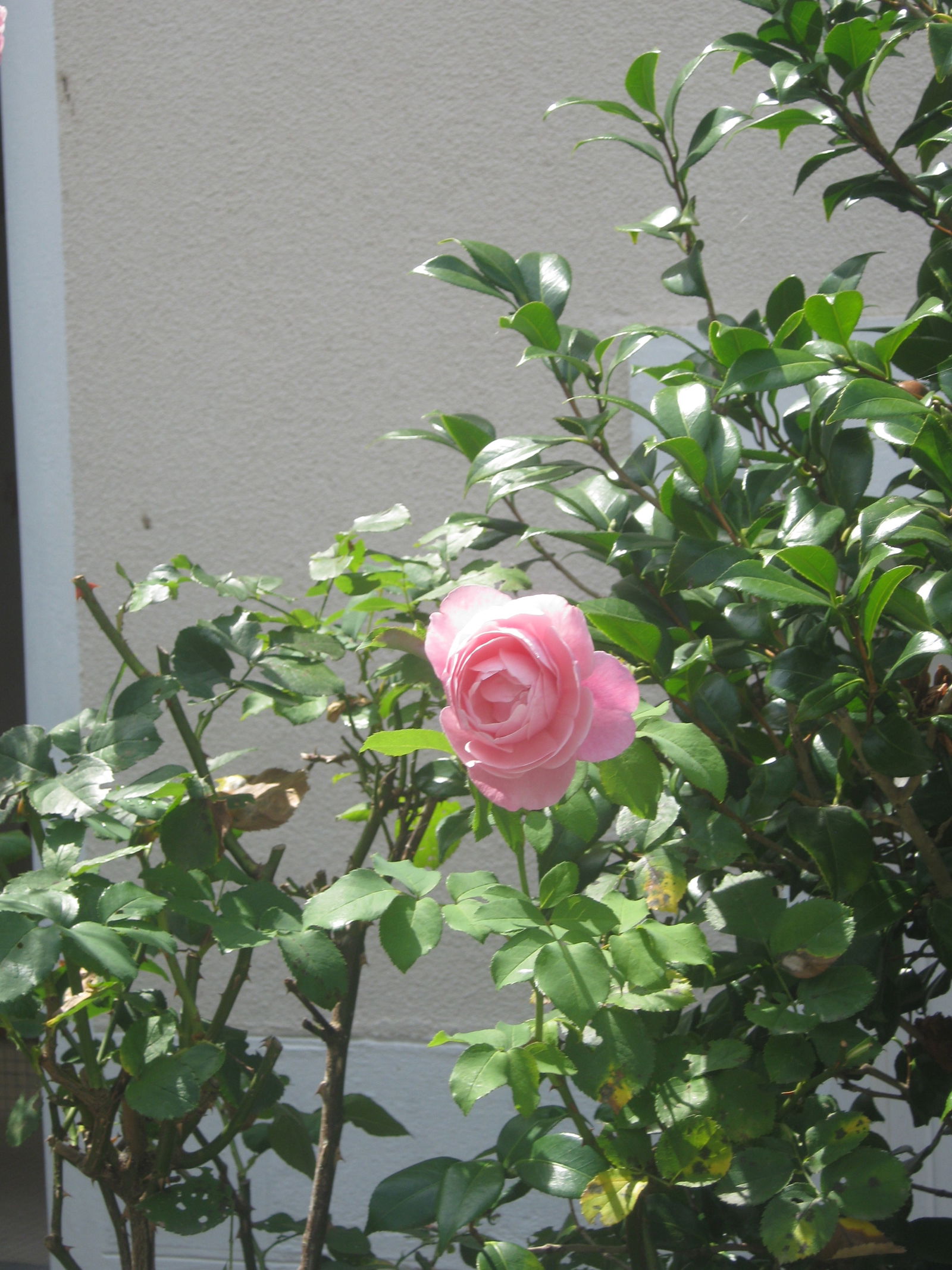 Homestay Nantes 15686