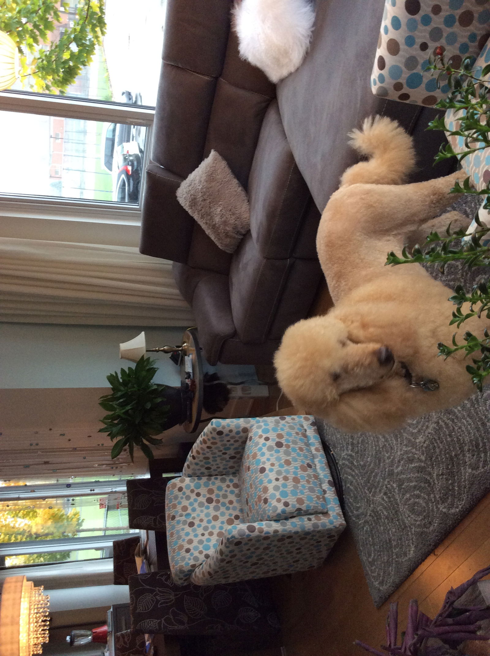 Homestay Laval 64610