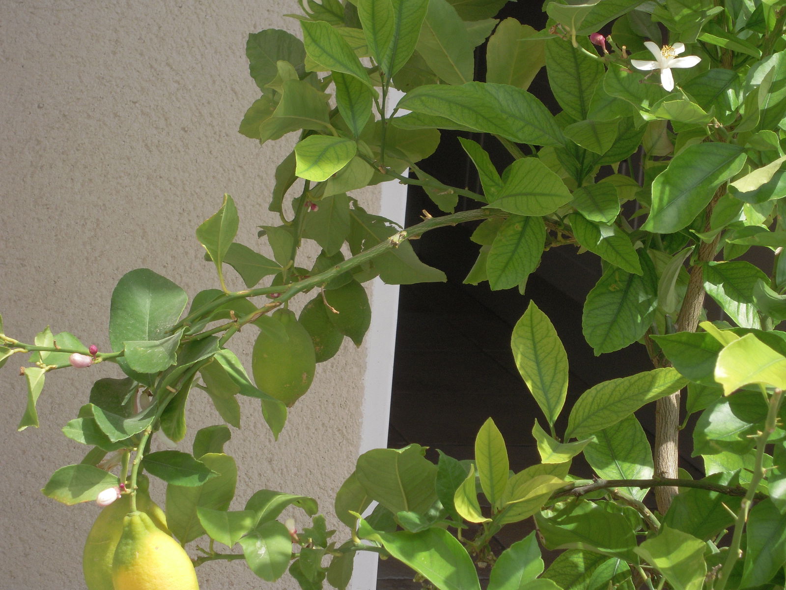 Homestay Montpellier 78050