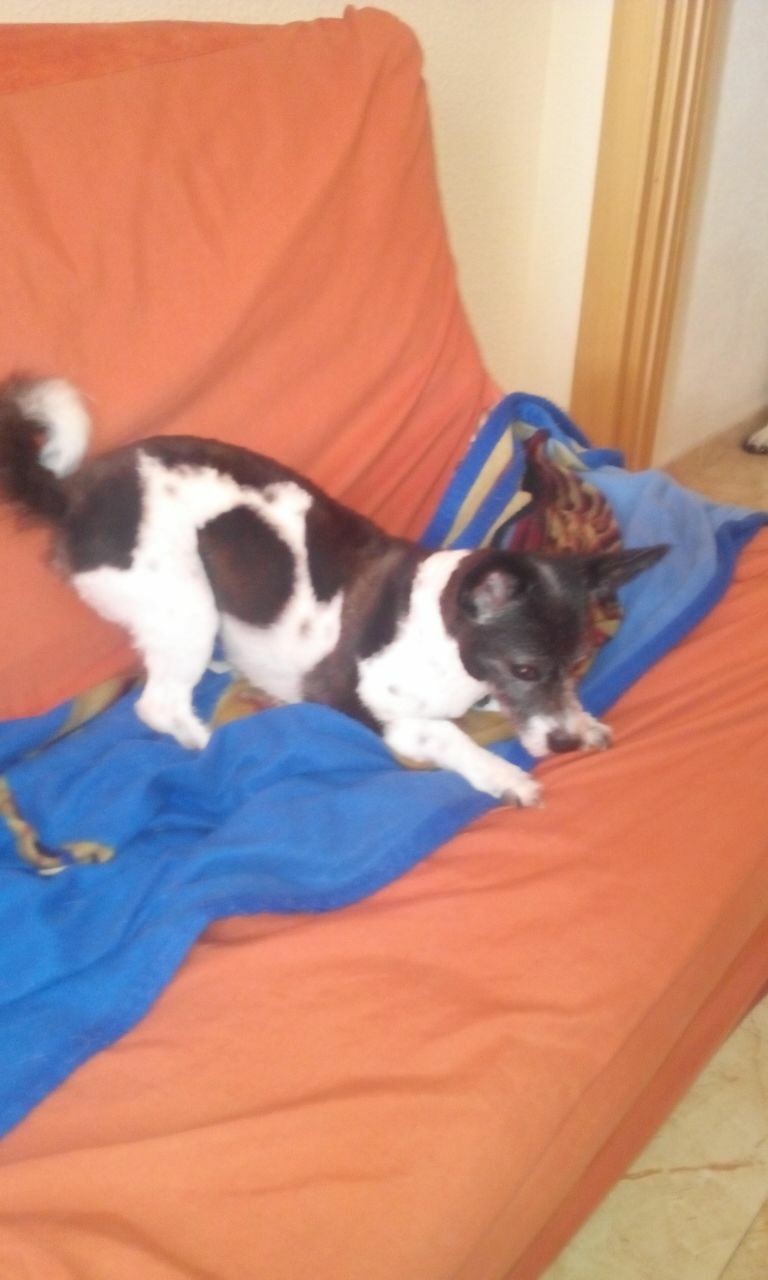 Homestay Gandia 133209