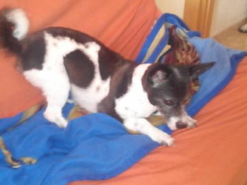 Homestay Gandia 133209-4