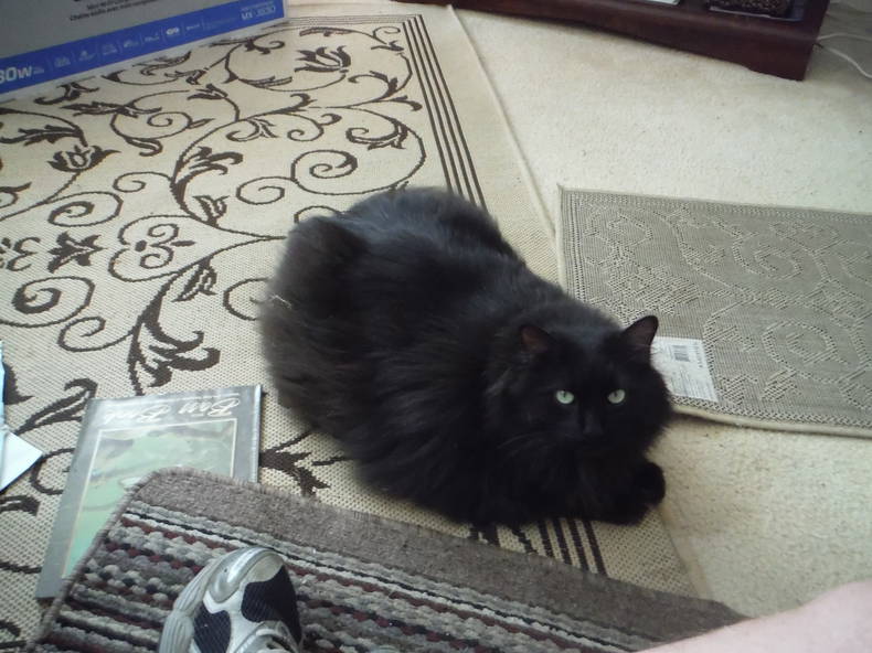 Gastfamilie Shady Side 193471-1