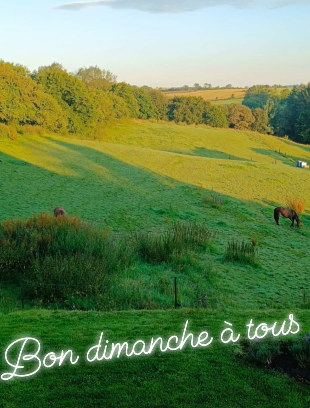 Colocation Beaumont 265444