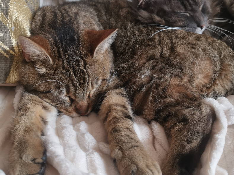 Quedarse En Casa Romillé 265613-4