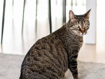 Chambre Chez L'habitant Soucieu-En-Jarrest 241536-13