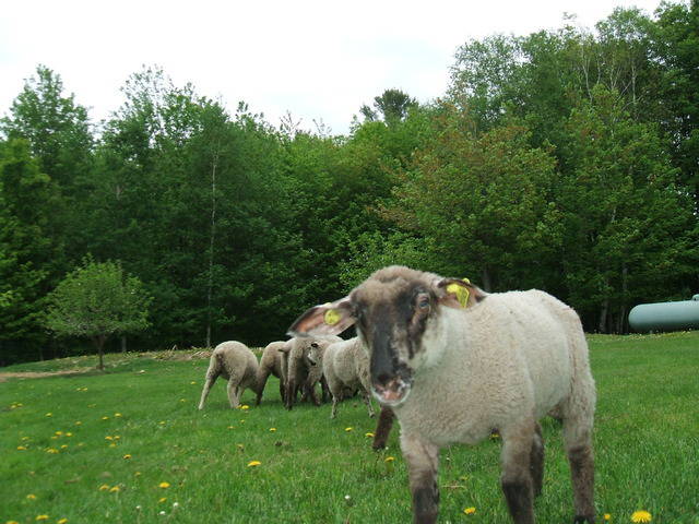 Gastekamers Saint-Lambert-de-Lauzon 1361-4
