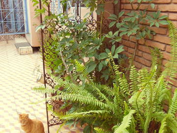 Chambre D'hôte Marrakech 72234-10