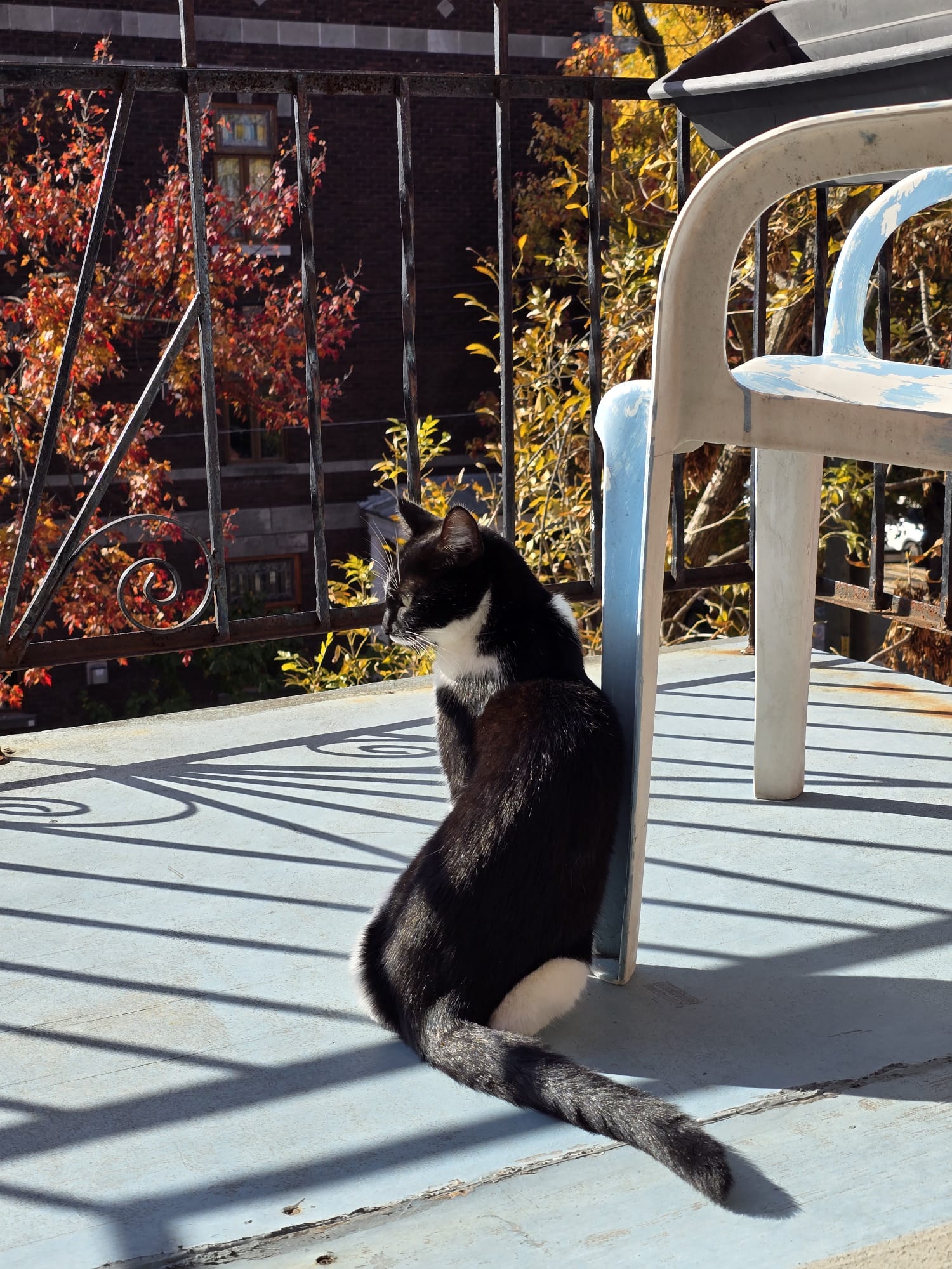 Colocation Montréal 634125