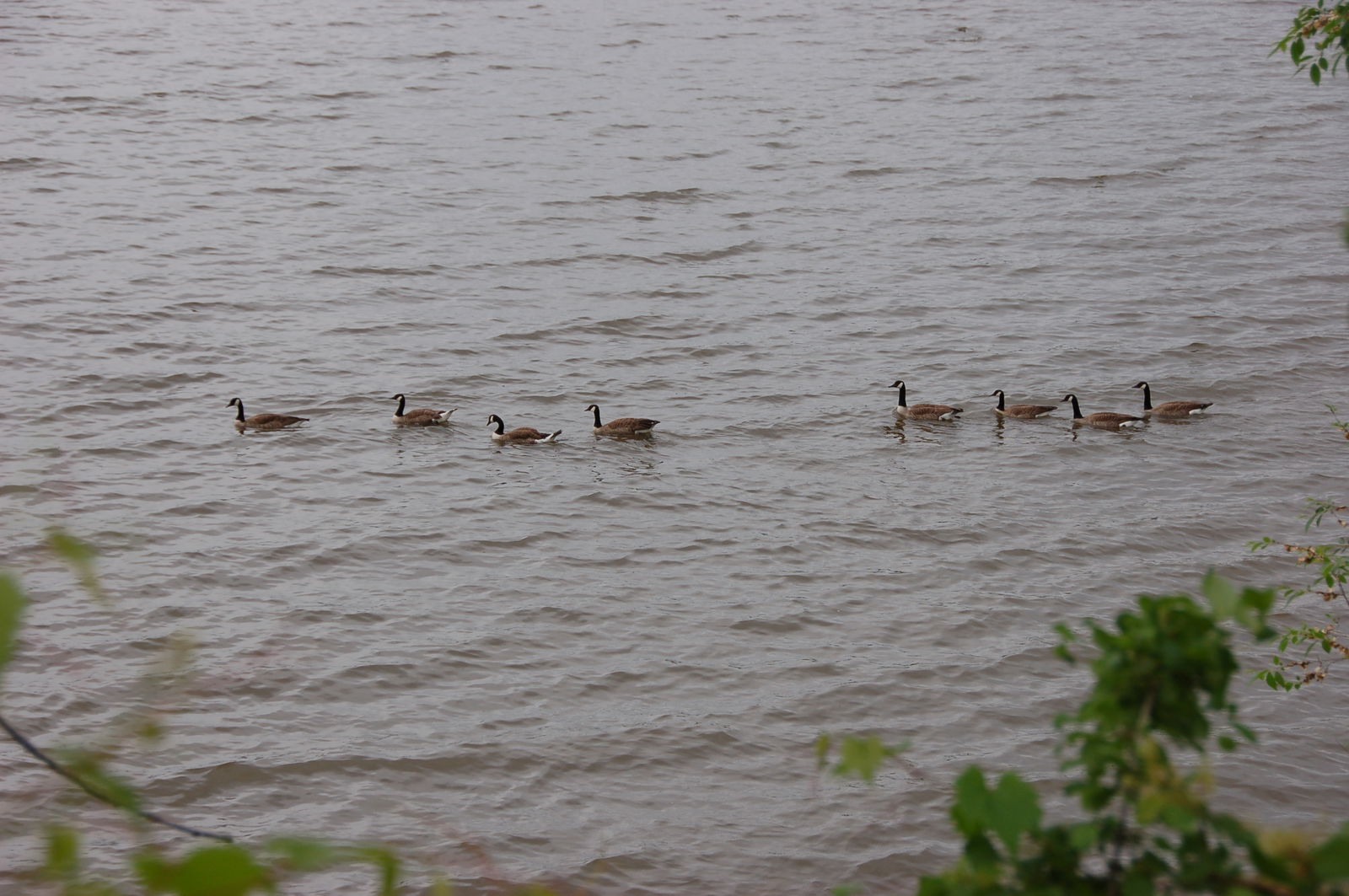 Bed And Breakfast Montréal 502998