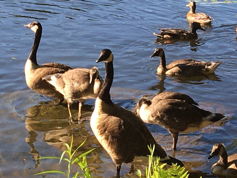 Quedarse En Casa Prévost 199376-5