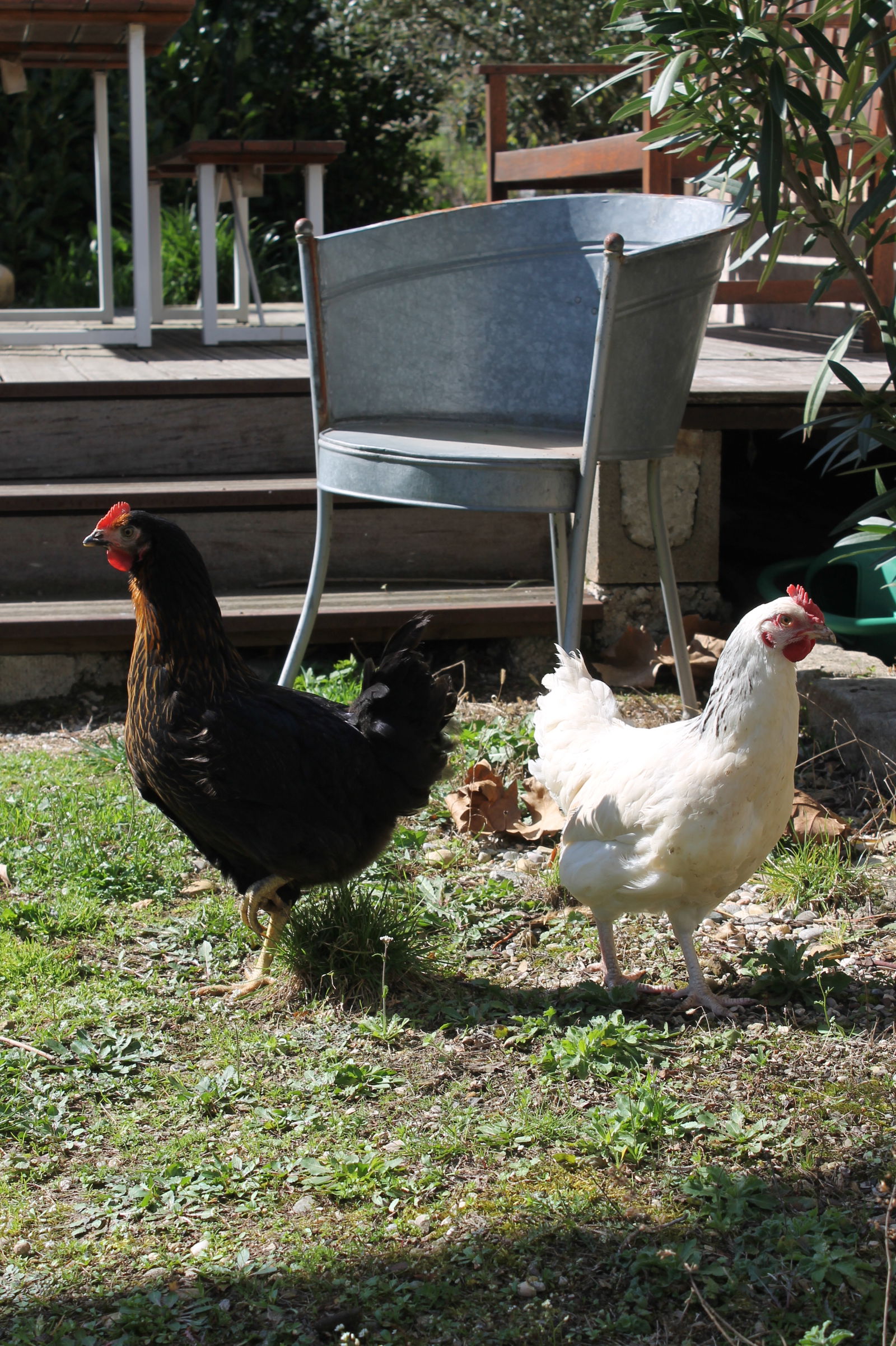 Homestay Rillieux-la-Pape 230466