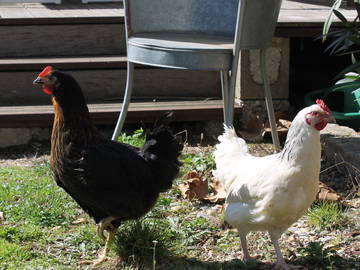 Chambre Chez L'habitant Rillieux-La-Pape 230466-5