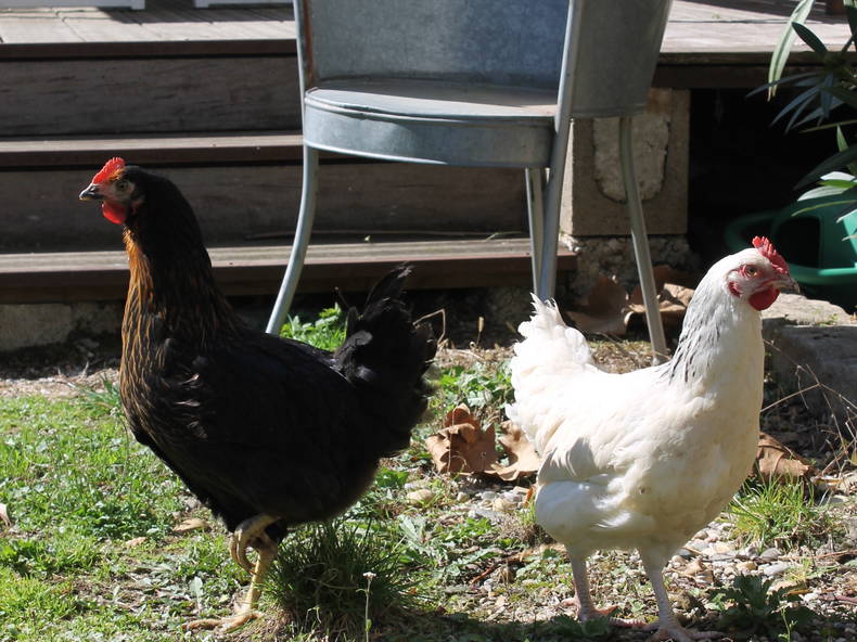 Gastfamilie Rillieux-la-Pape 230466-5