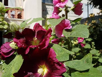 Chambre Chez L'habitant Vichy 240108-7