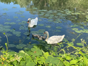 Shared Accommodation Carrières-Sous-Poissy 267034-7