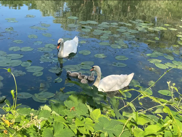 Shared Accommodation Carrières-Sous-Poissy 267034-24