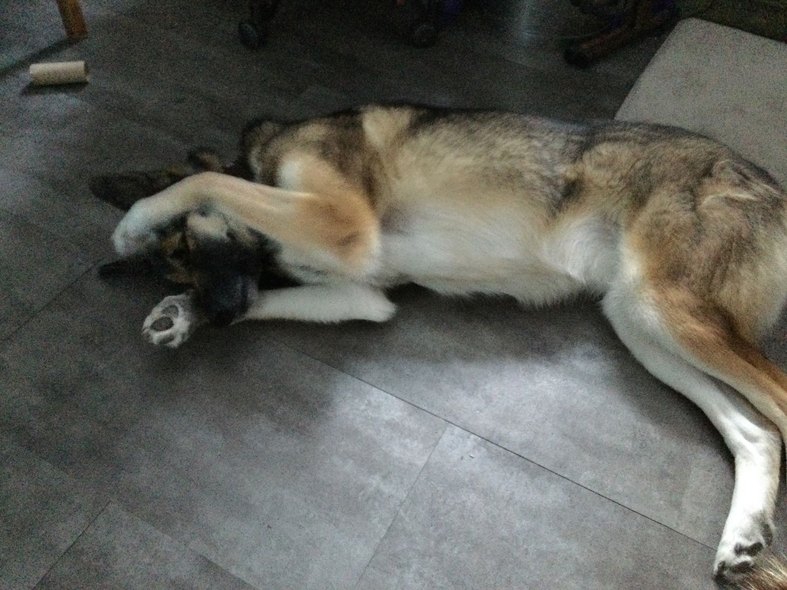 Colocation Mont-Saint-Hilaire 489021