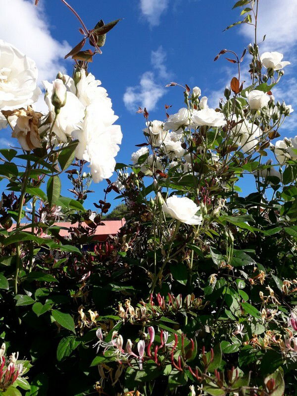 Homestay Montpellier 22367