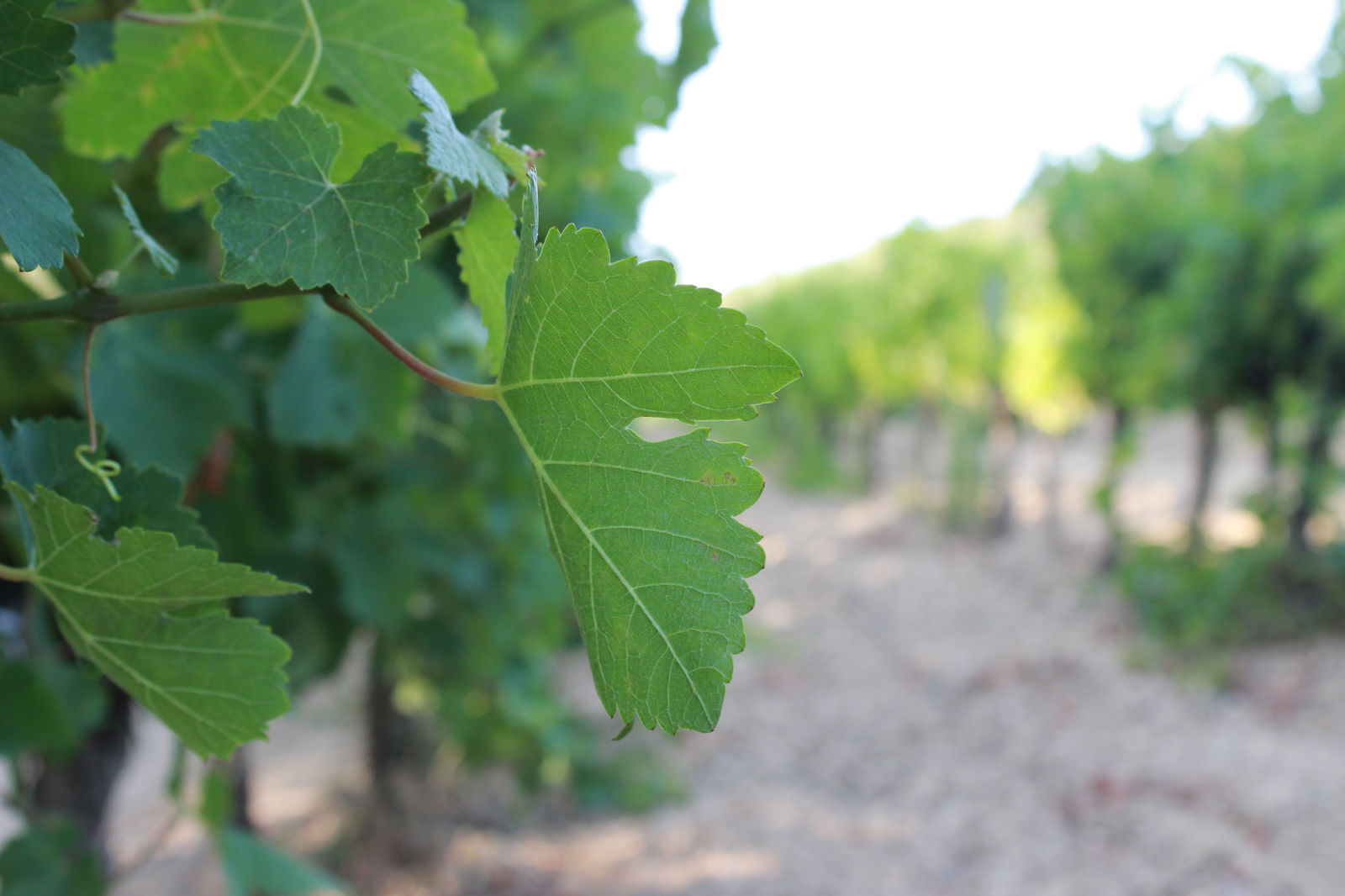 Homestay Visan 81652