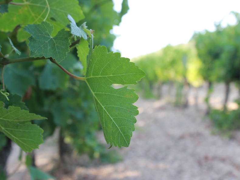 Chambre Chez L'habitant Visan 81652-2