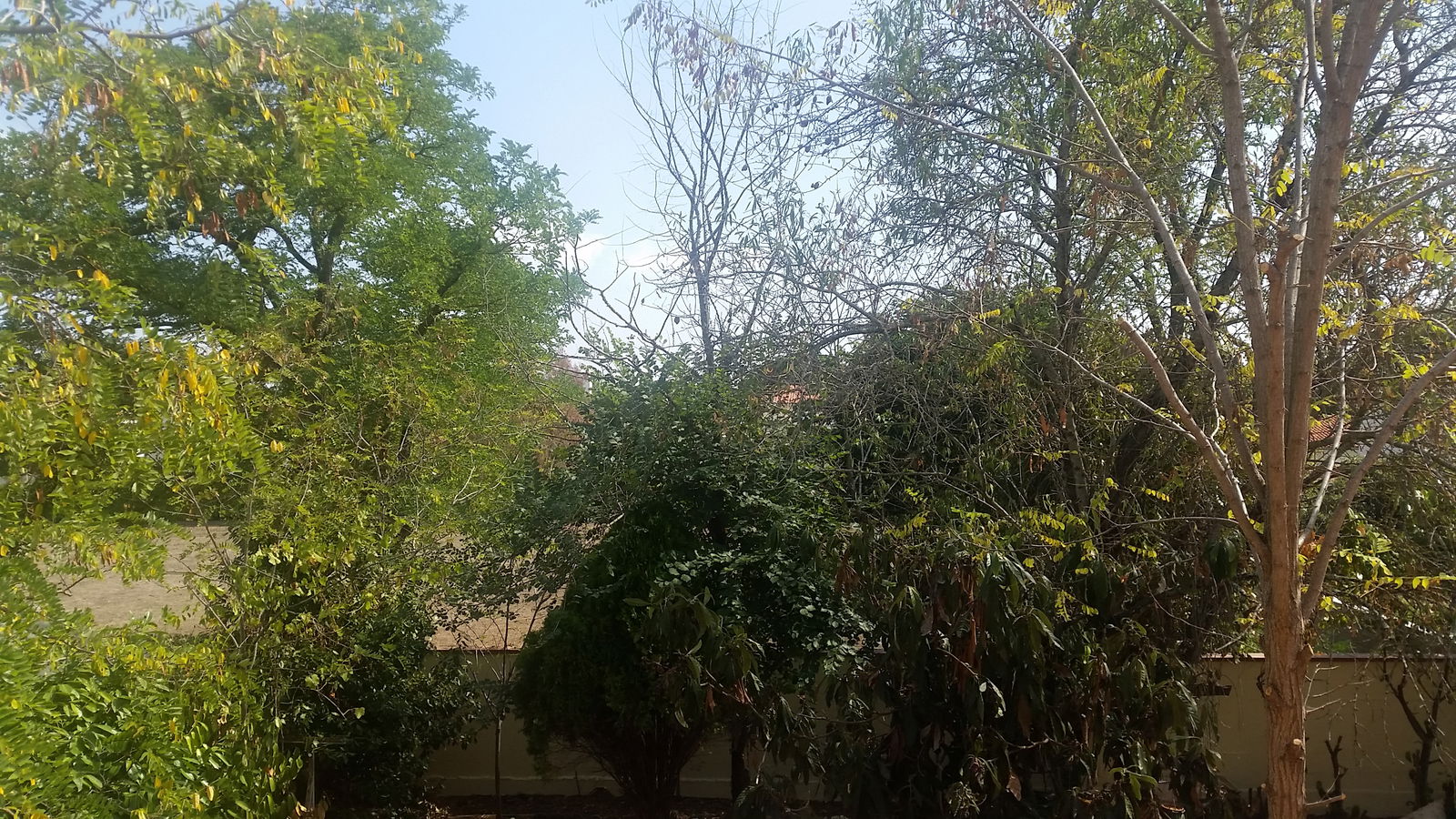 Colocation Tournefeuille 242582