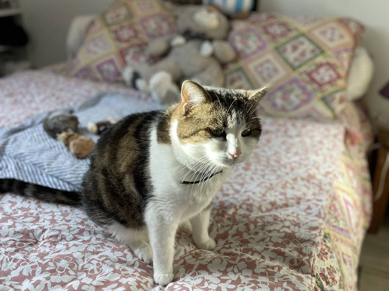 Hemvistelse Le Coudray 264486-1